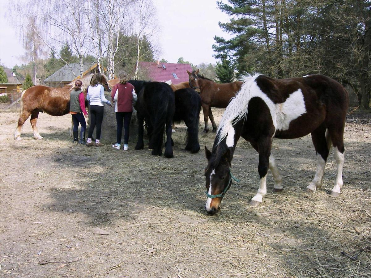 Gruppenbungalow-Waldhaus-Am Ferienpark Mirow Luaran gambar